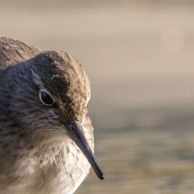 Actitis hypoleucos (Common Sandpiper) at Lake Tuggeranong - 19 Apr 2024 by rawshorty