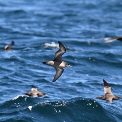 Ardenna tenuirostris (Short-tailed Shearwater, Muttonbird) at Bermagui, NSW - 23 Oct 2023 by davidcunninghamwildlife