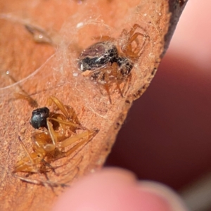 Euryopis umbilicata at QPRC LGA - 20 Apr 2024