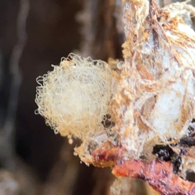 Australomimetus sp. (genus) (Unidentified Pirate spider) at Carwoola, NSW - 20 Apr 2024 by Hejor1