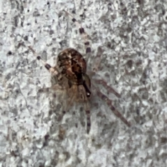 Cryptachaea veruculata (Diamondback comb-footed spider) at QPRC LGA - 19 Apr 2024 by Hejor1