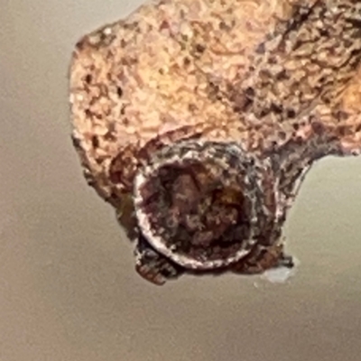 Dolophones sp. (genus) (Wrap-around spider) at QPRC LGA - 19 Apr 2024 by Hejor1