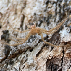 Sparassidae (family) (A Huntsman Spider) at QPRC LGA - 19 Apr 2024 by Hejor1