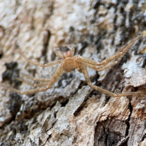 Sparassidae (family) at QPRC LGA - 20 Apr 2024