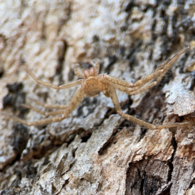 Sparassidae (family) (A Huntsman Spider) at QPRC LGA - 19 Apr 2024 by Hejor1