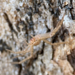 Sparassidae (family) at QPRC LGA - 20 Apr 2024