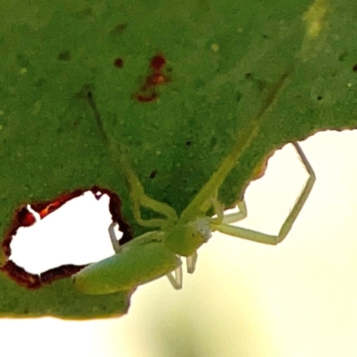 Cetratus rubropunctatus (Long green crab spider) at Carwoola, NSW - 19 Apr 2024 by Hejor1