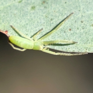 Cetratus rubropunctatus at QPRC LGA - 20 Apr 2024