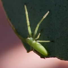 Cetratus rubropunctatus at QPRC LGA - 20 Apr 2024