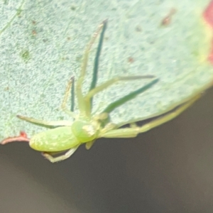 Cetratus rubropunctatus at QPRC LGA - 20 Apr 2024