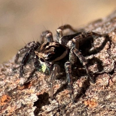 Jotus auripes (Jumping spider) at Carwoola, NSW - 19 Apr 2024 by Hejor1