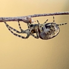 Araneus eburnus at Cuumbeun Nature Reserve - 20 Apr 2024 by Hejor1