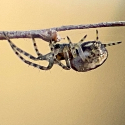 Araneus eburnus at Cuumbeun Nature Reserve - 20 Apr 2024 by Hejor1