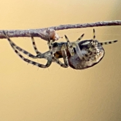 Araneus eburnus at Carwoola, NSW - 19 Apr 2024 by Hejor1