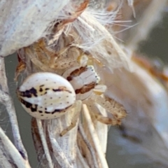Australomisidia sp. (genus) (Flower spider) at Carwoola, NSW - 19 Apr 2024 by Hejor1