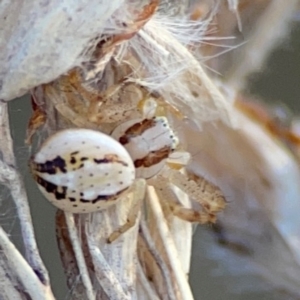 Australomisidia sp. (genus) at QPRC LGA - 20 Apr 2024