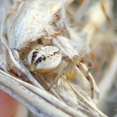 Australomisidia sp. (genus) at QPRC LGA - 20 Apr 2024