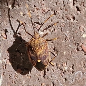 Poecilometis strigatus at Holt, ACT - 20 Apr 2024