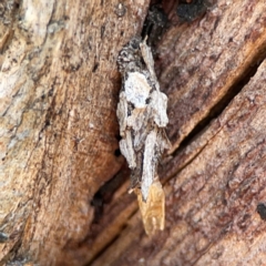 Psychidae (family) IMMATURE (Unidentified case moth or bagworm) at Cuumbeun Nature Reserve - 19 Apr 2024 by Hejor1