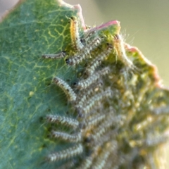 Lepidoptera unclassified IMMATURE moth at QPRC LGA - 19 Apr 2024 by Hejor1