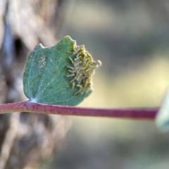 Lepidoptera unclassified IMMATURE moth at Cuumbeun Nature Reserve - 20 Apr 2024