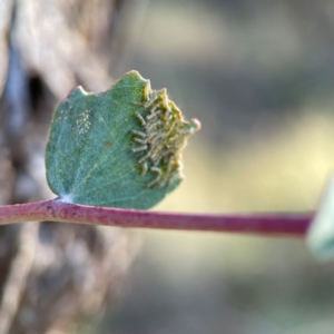 Lepidoptera unclassified IMMATURE moth at Cuumbeun Nature Reserve - 20 Apr 2024