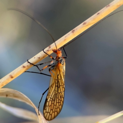 Chorista australis (Autumn scorpion fly) at Carwoola, NSW - 19 Apr 2024 by Hejor1