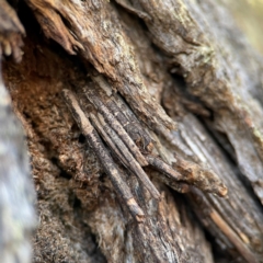 Clania lewinii (Lewin's case moth) at Carwoola, NSW - 19 Apr 2024 by Hejor1