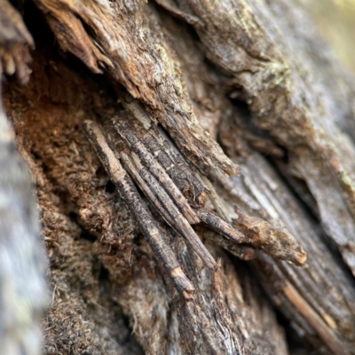 Clania lewinii & similar Casemoths (Parallel stick Case Moths) at QPRC LGA - 20 Apr 2024 by Hejor1