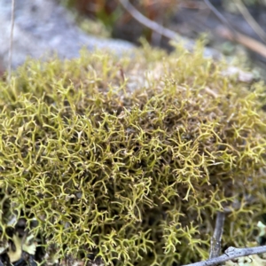 Cladia sp. (genus) at QPRC LGA - 20 Apr 2024