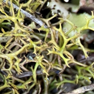 Cladia sp. (genus) at QPRC LGA - 20 Apr 2024