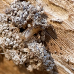 Xyloryctidae (family) at Cuumbeun Nature Reserve - 20 Apr 2024