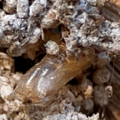 Xyloryctidae (family) at Cuumbeun Nature Reserve - 20 Apr 2024 07:42 AM