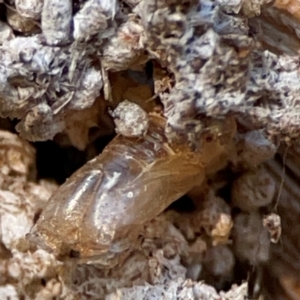 Xyloryctidae (family) at Cuumbeun Nature Reserve - 20 Apr 2024 07:42 AM