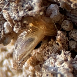 Xyloryctidae (family) at Cuumbeun Nature Reserve - 20 Apr 2024