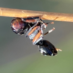 Formicidae (family) (Unidentified ant) at QPRC LGA - 19 Apr 2024 by Hejor1