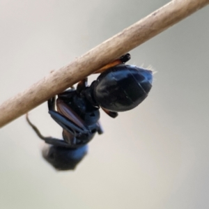 Formicidae (family) at QPRC LGA - 20 Apr 2024