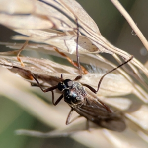 Boreoides subulatus at QPRC LGA - 20 Apr 2024