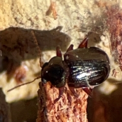Rhyparida sp. (genus) (Leaf beetle) at Carwoola, NSW - 19 Apr 2024 by Hejor1
