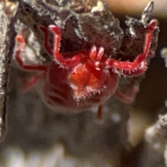 Trombidiidae (family) (Red velvet mite) at Carwoola, NSW - 19 Apr 2024 by Hejor1