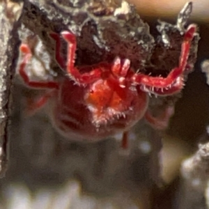 Trombidiidae (family) at QPRC LGA - 20 Apr 2024