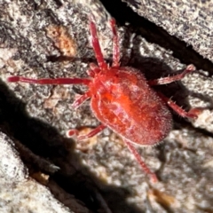 Trombidiidae (family) at QPRC LGA - 20 Apr 2024