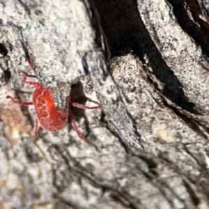 Trombidiidae (family) at QPRC LGA - 20 Apr 2024 08:45 AM