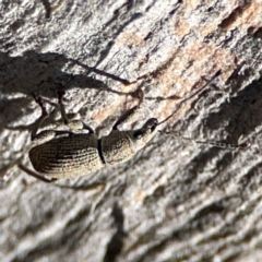 Merimnetes oblongus (Radiata pine shoot weevil) at Carwoola, NSW - 19 Apr 2024 by Hejor1
