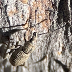 Merimnetes oblongus at Cuumbeun Nature Reserve - 20 Apr 2024