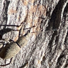 Merimnetes oblongus at Cuumbeun Nature Reserve - 20 Apr 2024