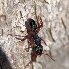 Rhytidoponera aspera (Greenhead ant) at Carwoola, NSW - 19 Apr 2024 by Hejor1