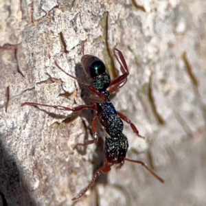 Rhytidoponera aspera at Cuumbeun Nature Reserve - 20 Apr 2024 08:58 AM