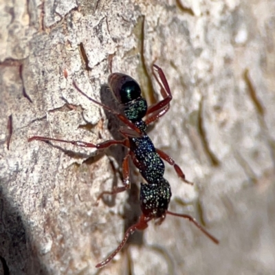 Rhytidoponera aspera (Greenhead ant) at Cuumbeun Nature Reserve - 19 Apr 2024 by Hejor1