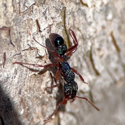 Rhytidoponera aspera (Greenhead ant) at Cuumbeun Nature Reserve - 20 Apr 2024 by Hejor1